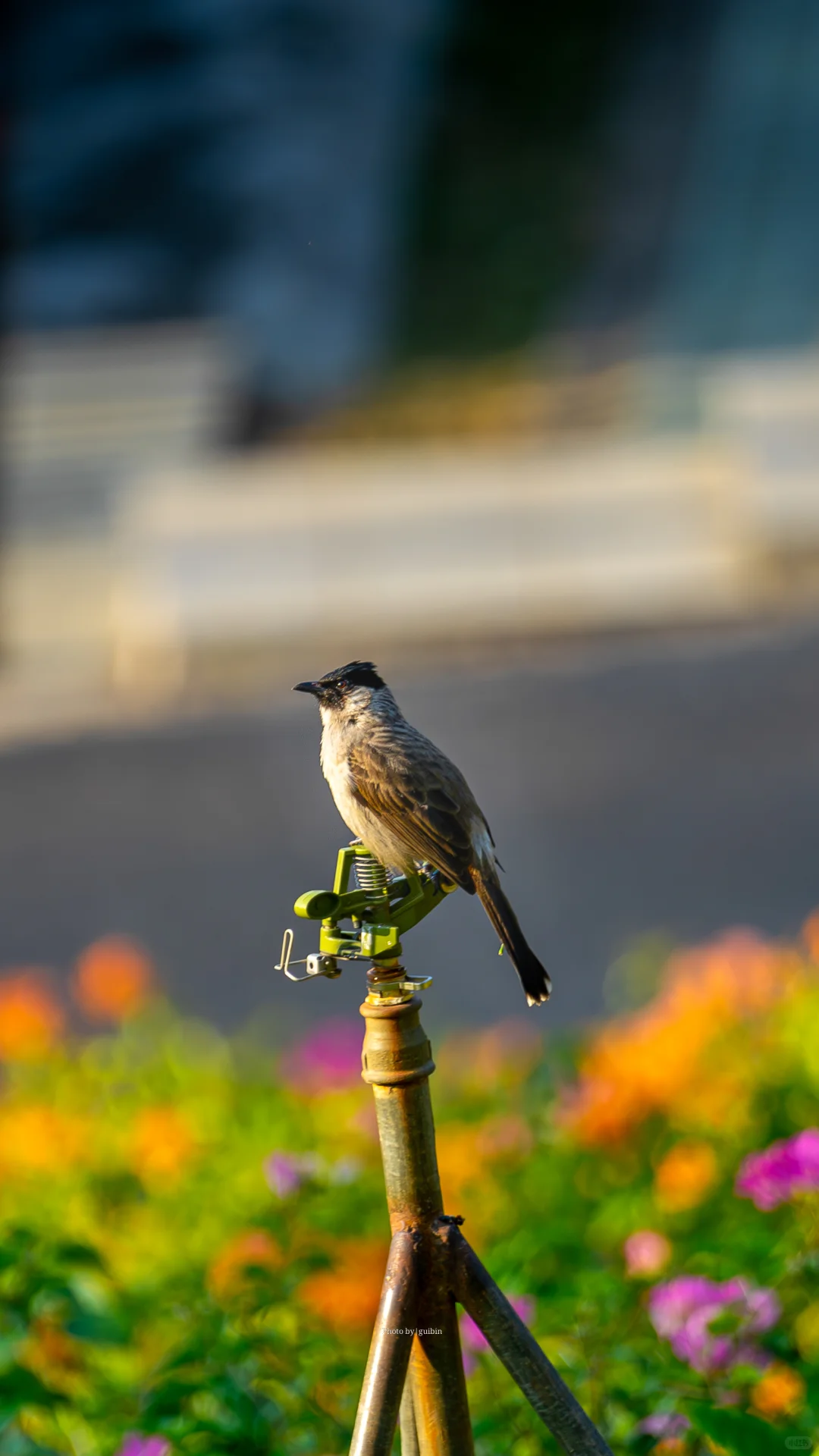东莞植物园|再不来真的要等明年了