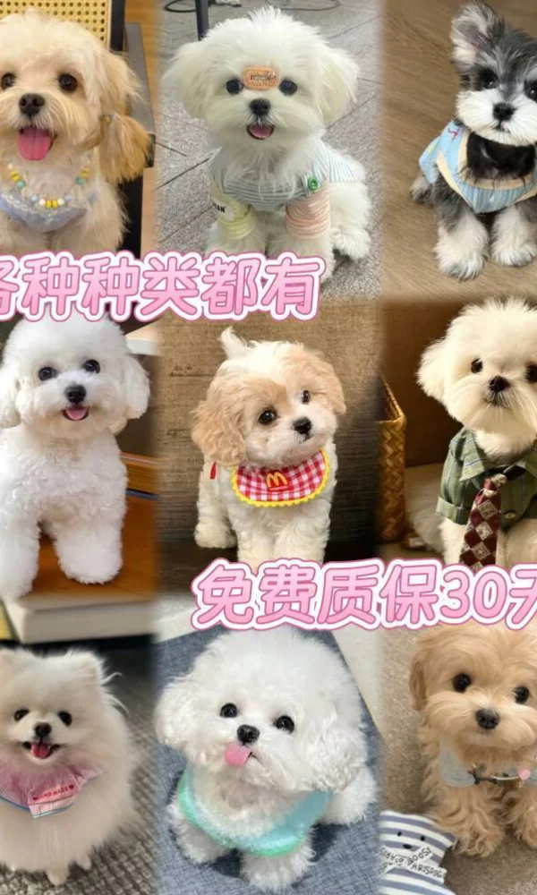 广州看猫看狗推荐地🔥天河大型猫狗基地来了