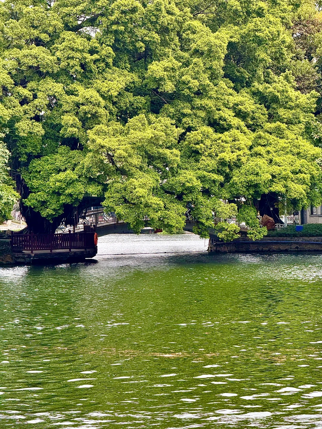 为了这18张Live图来趟广州……