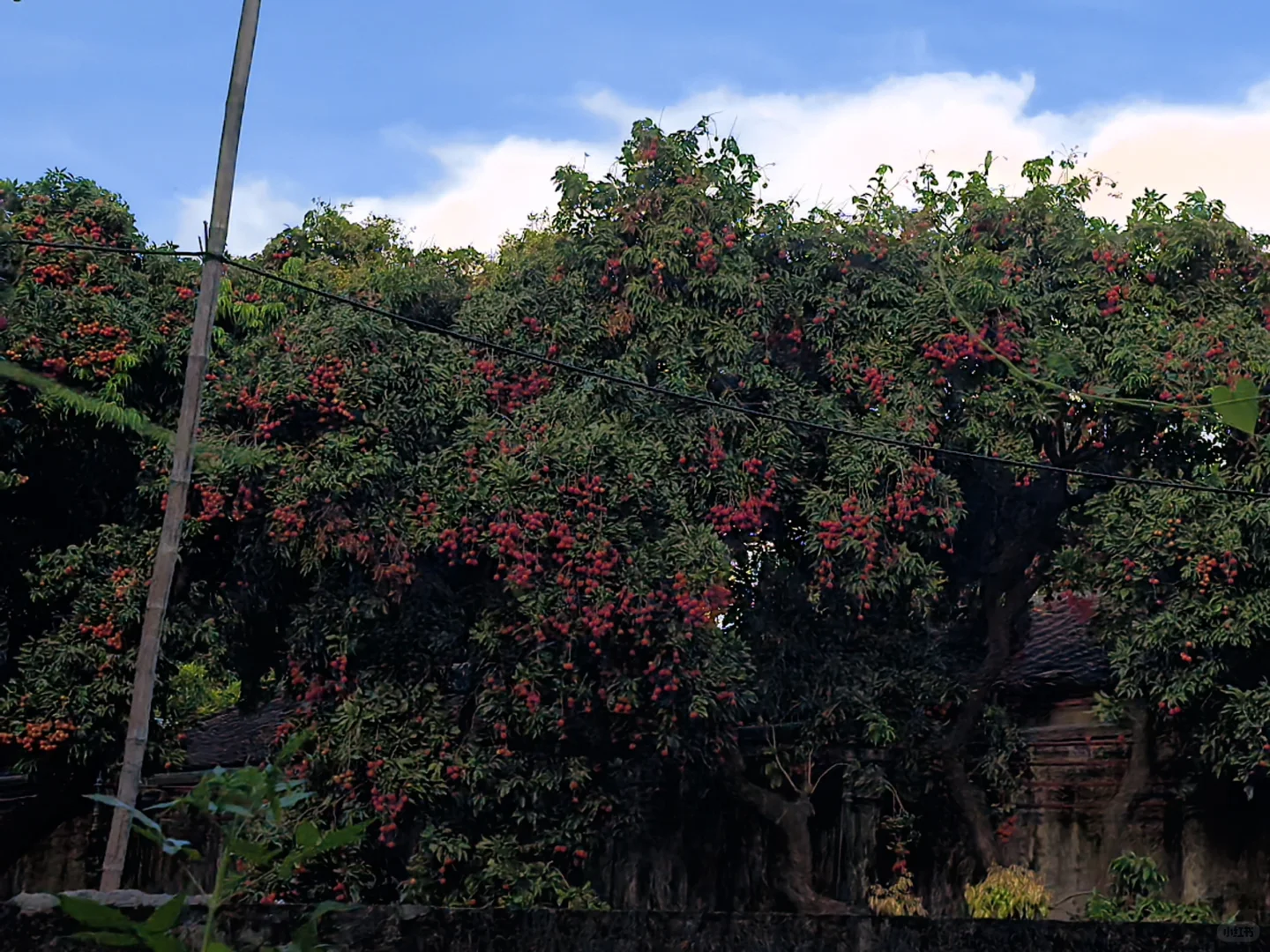 东莞横沥的宝藏荔枝园💗5元1斤！！！