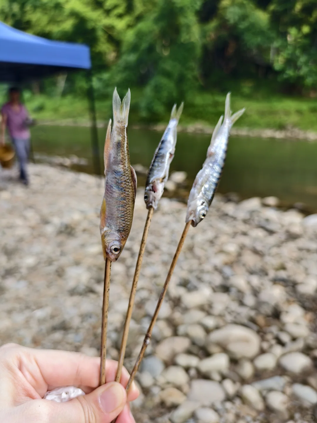 东莞附近超多鱼的山间小溪流在这