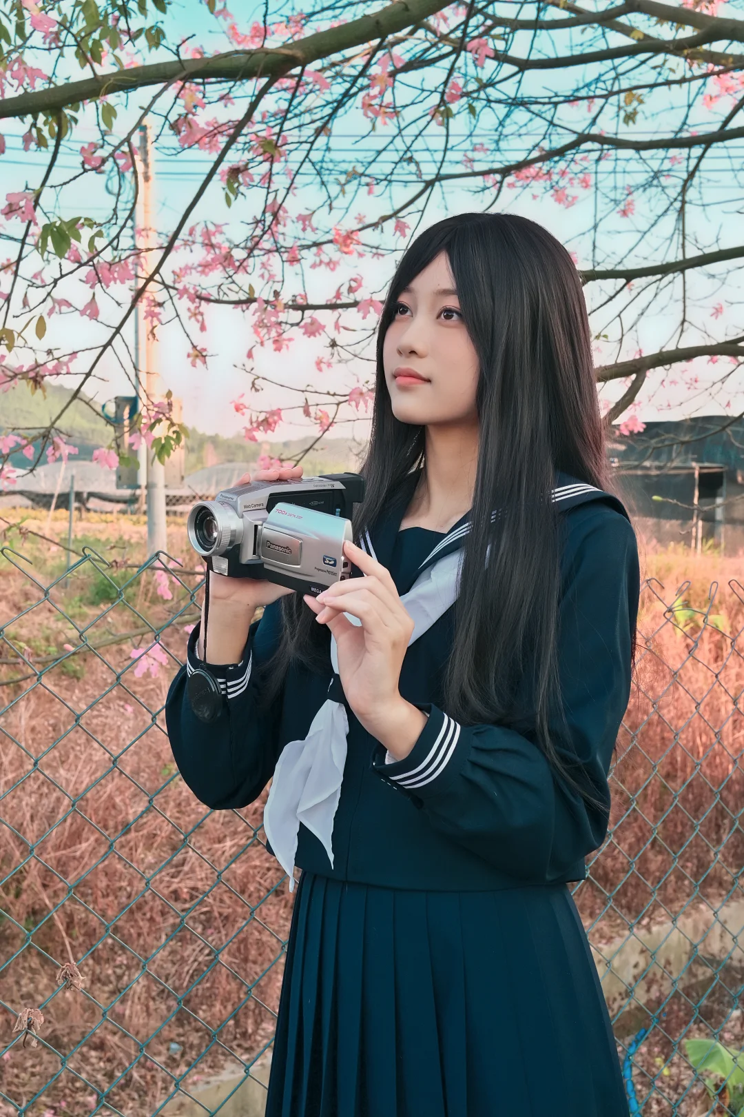 也是赶上异木棉末班车了