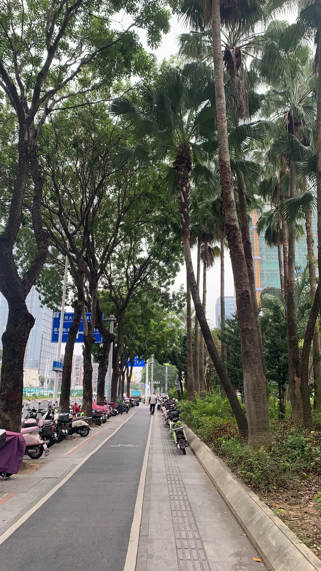 突然发现东莞的街道也很美