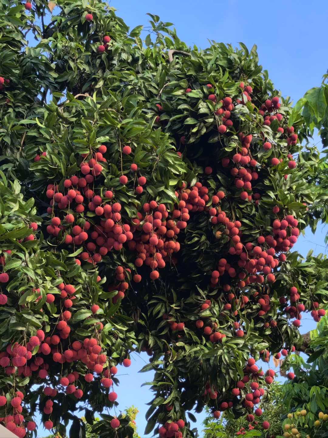 东莞横沥的宝藏荔枝园💗5元1斤！！！