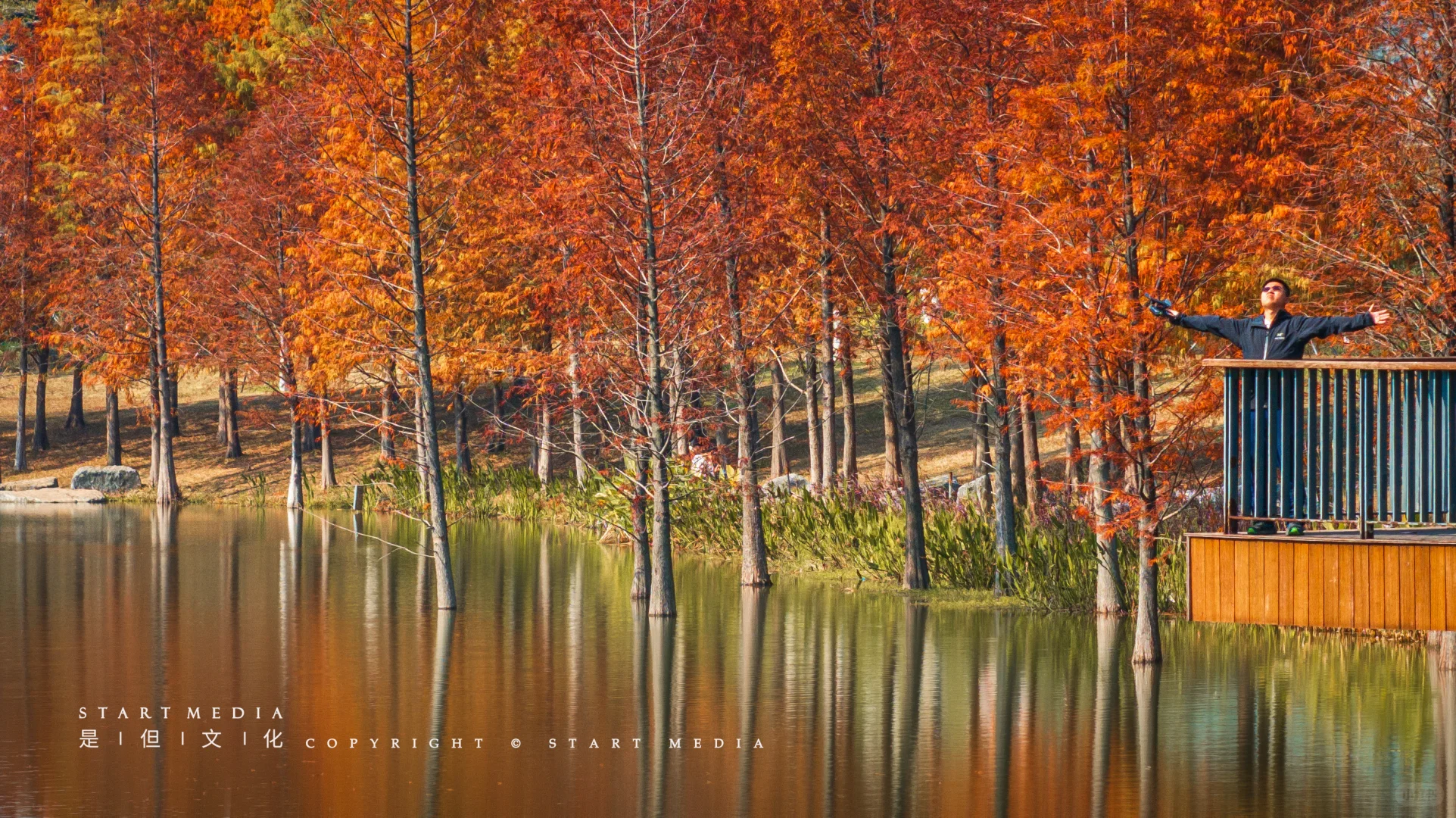 东莞香遇走廊公园的落羽杉