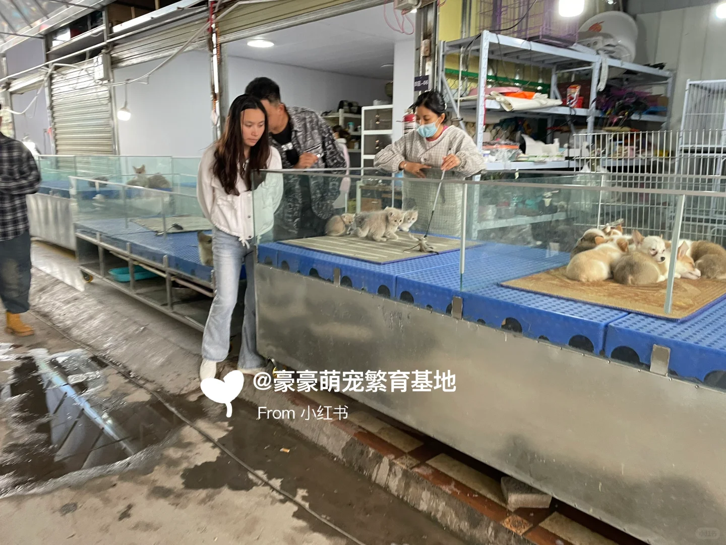 东莞大型宠物市场推荐，猫狗一只也是批发价