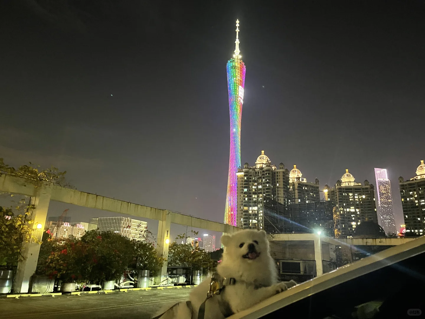 广州塔下的团团号