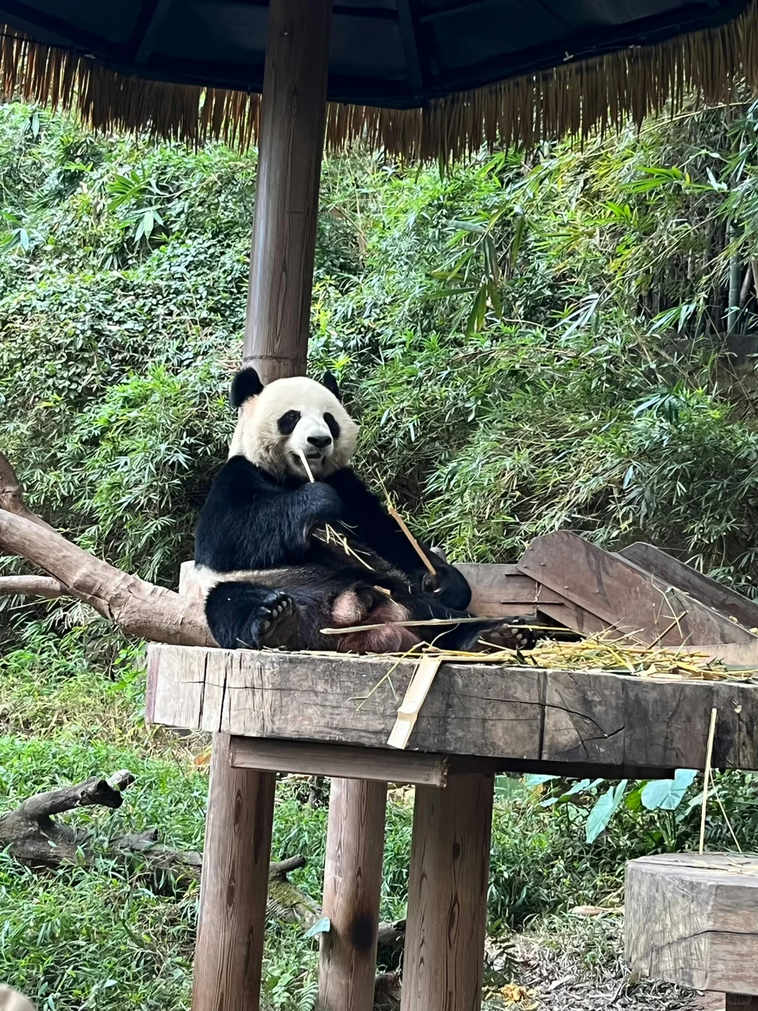 广州长隆动物园不走回头路！少走5000步🤣