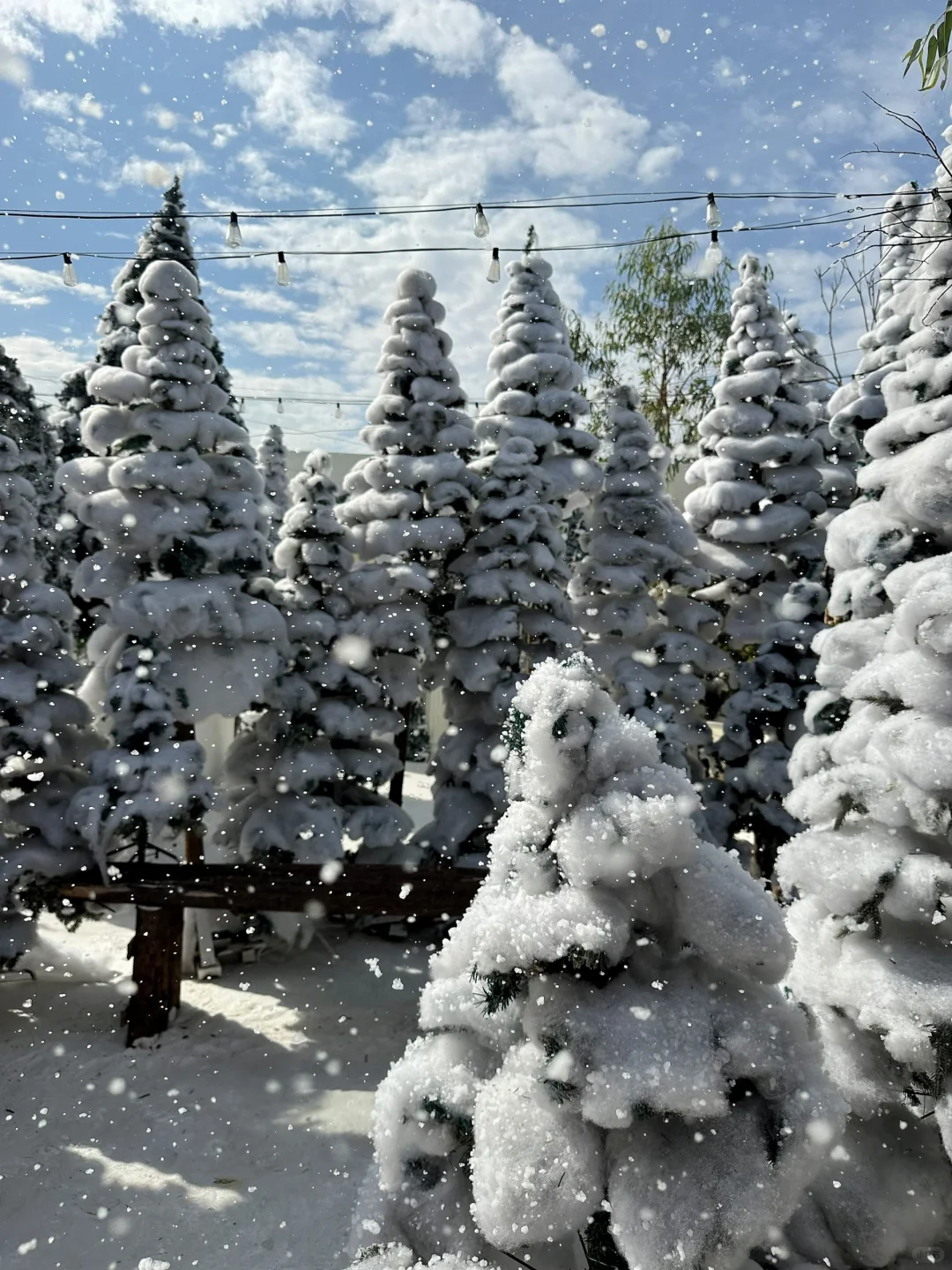 深圳新开的！真的不在阿勒泰！