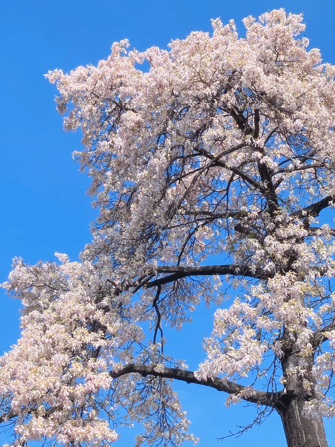 Live图❄️ 一棵树就是…广州一场盛大的冬天！！