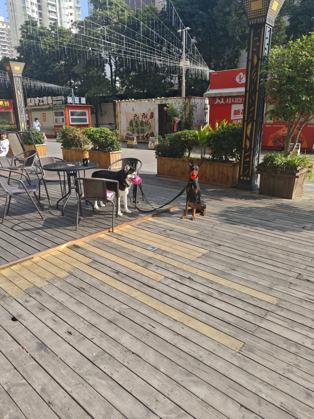 广州黄埔新塘家庭寄养~杜宾宝宝和哈士奇宝