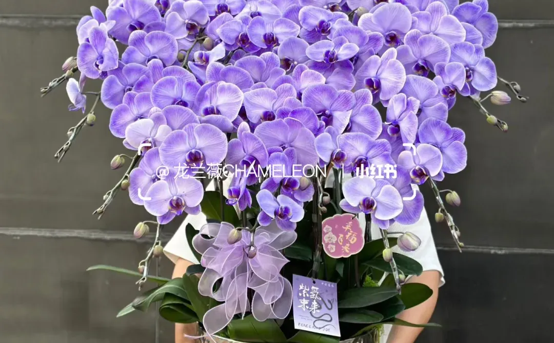 深圳·香港全城配送｜第140款 大盆紫色马卡龙