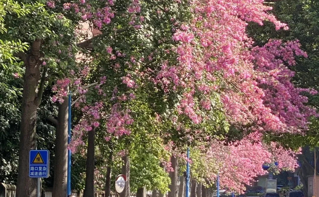 Live图❄️ 一棵树就是…广州一场盛大的冬天！！