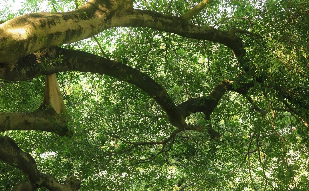 📍广州·麓湖公园｜治愈系森林氧吧