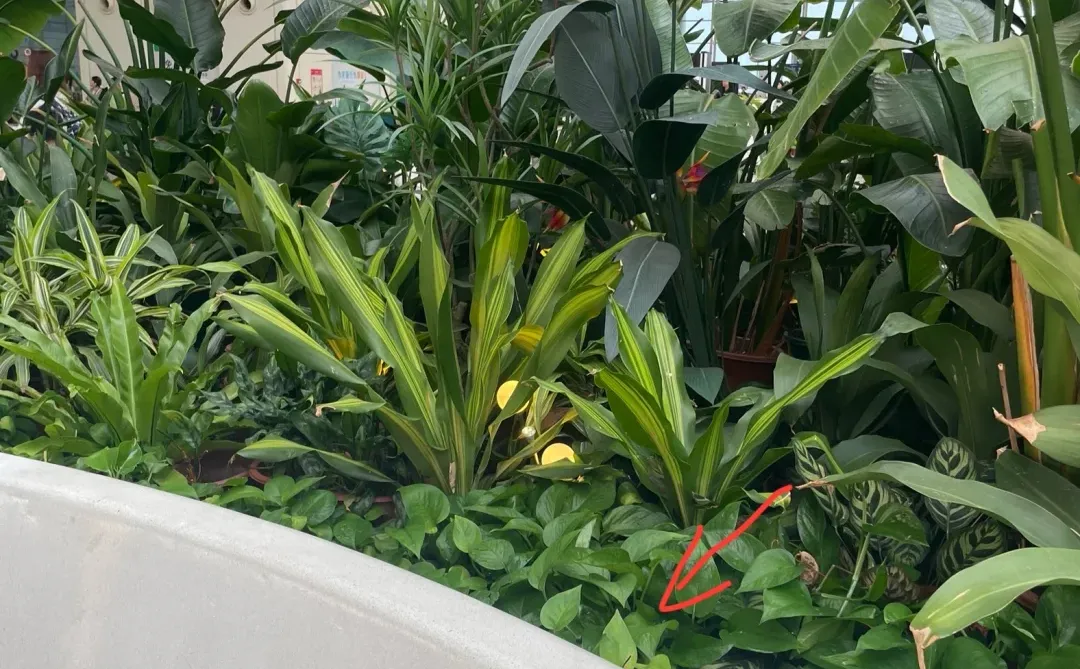 [32]找小画闪现一下广州南！