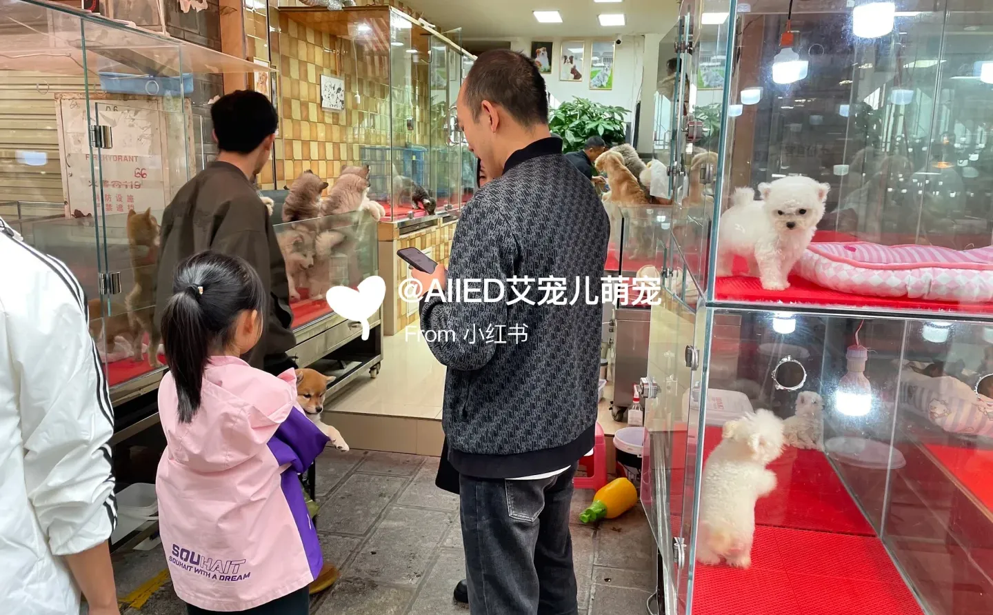 广州宠物市场推荐，买猫买狗一只也是批发价