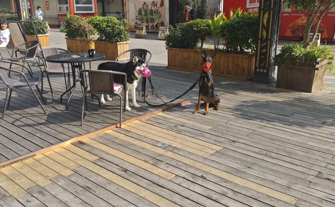 广州黄埔新塘家庭寄养~杜宾宝宝和哈士奇宝