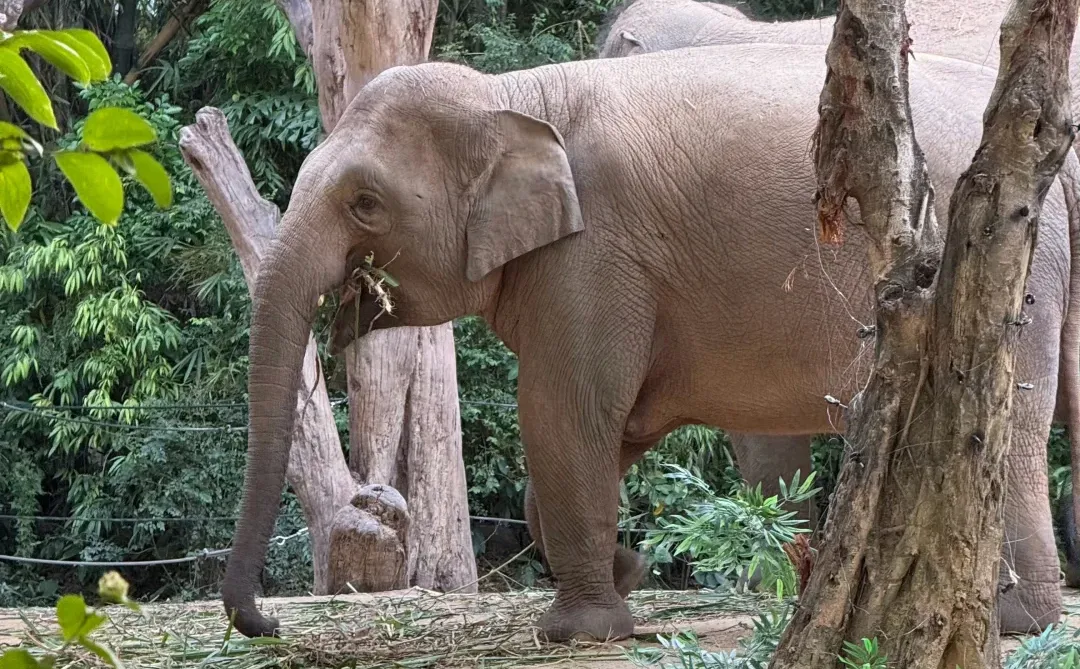 2025.12.16广州长隆已回,xhs上都是骗人的