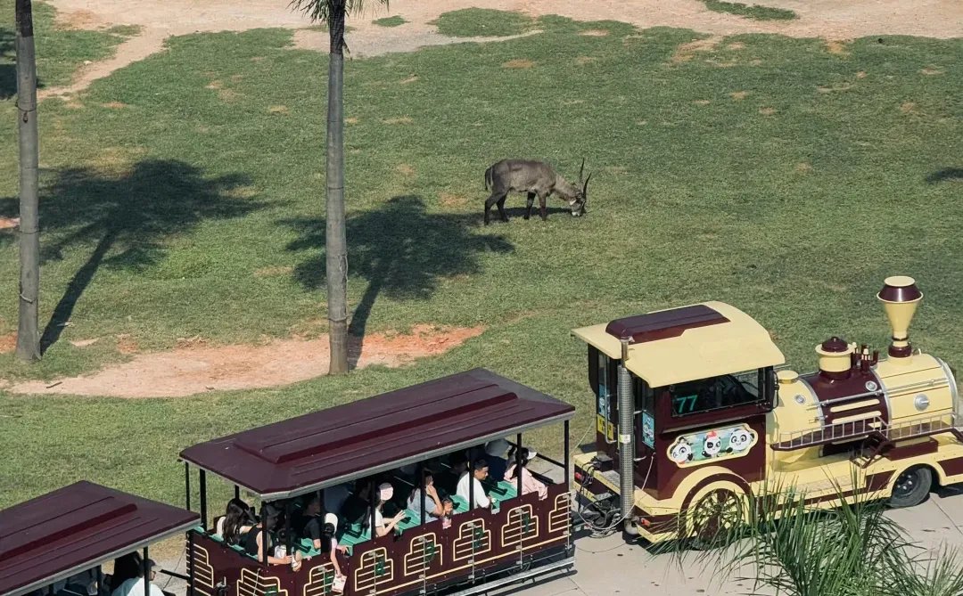 12.16广州长隆已回（已被宰）内容很脏...