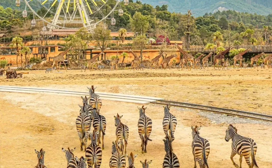 广州长隆卷疯了……