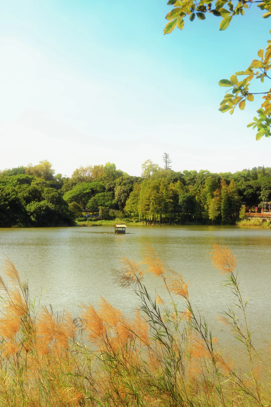 📍广州·麓湖公园｜治愈系森林氧吧