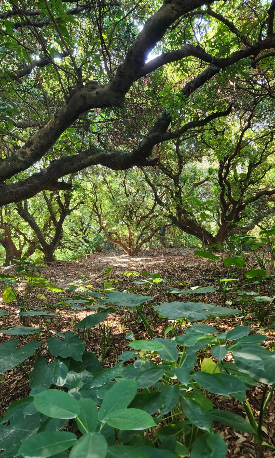 深圳大南山真的很低调