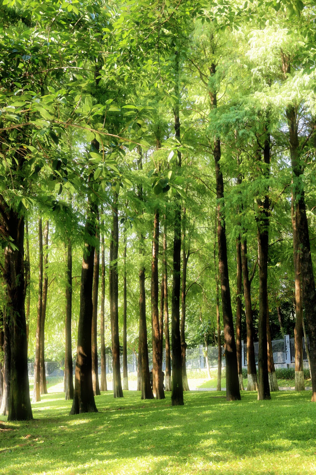 📍广州·麓湖公园｜治愈系森林氧吧