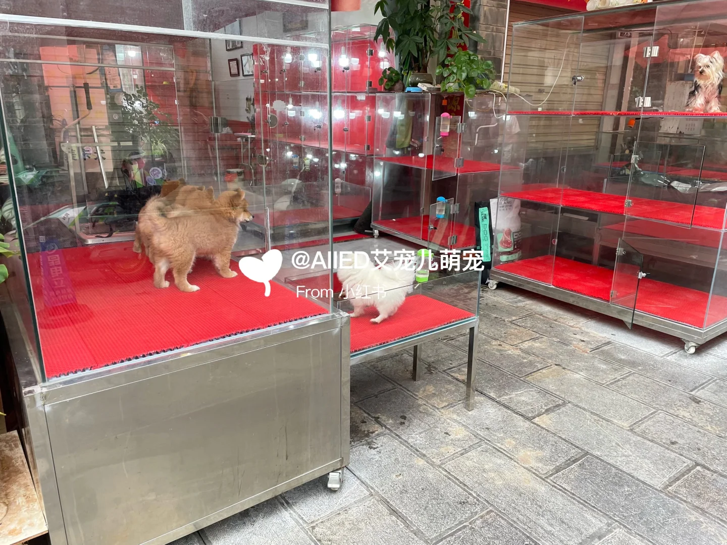 广州宠物市场推荐，买猫买狗一只也是批发价