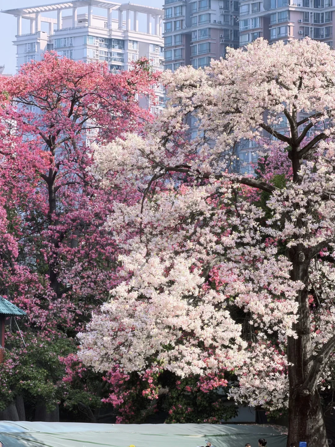 Live图❄️ 一棵树就是…广州一场盛大的冬天！！