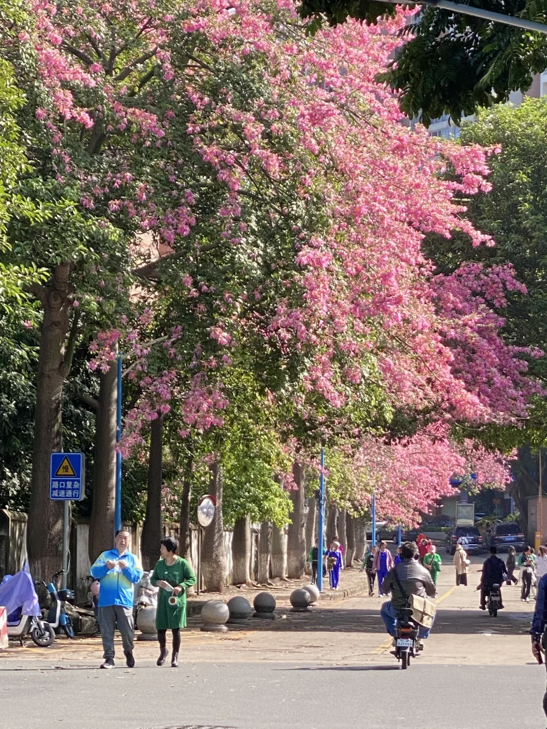 Live图❄️ 一棵树就是…广州一场盛大的冬天！！
