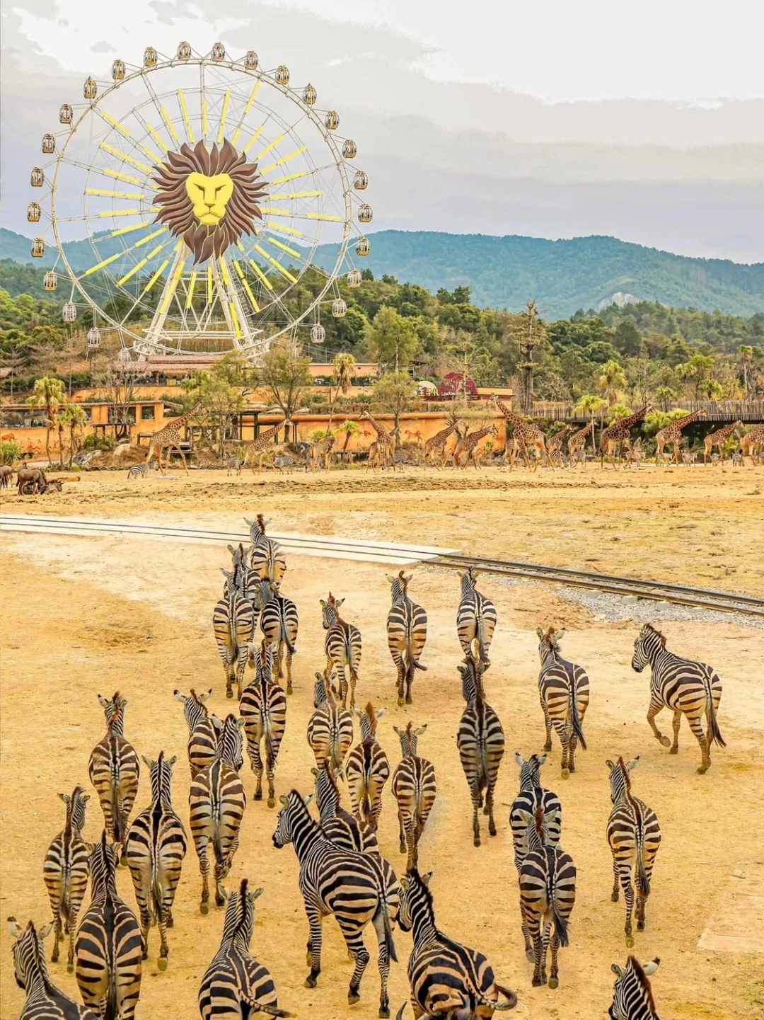 广州长隆卷疯了……