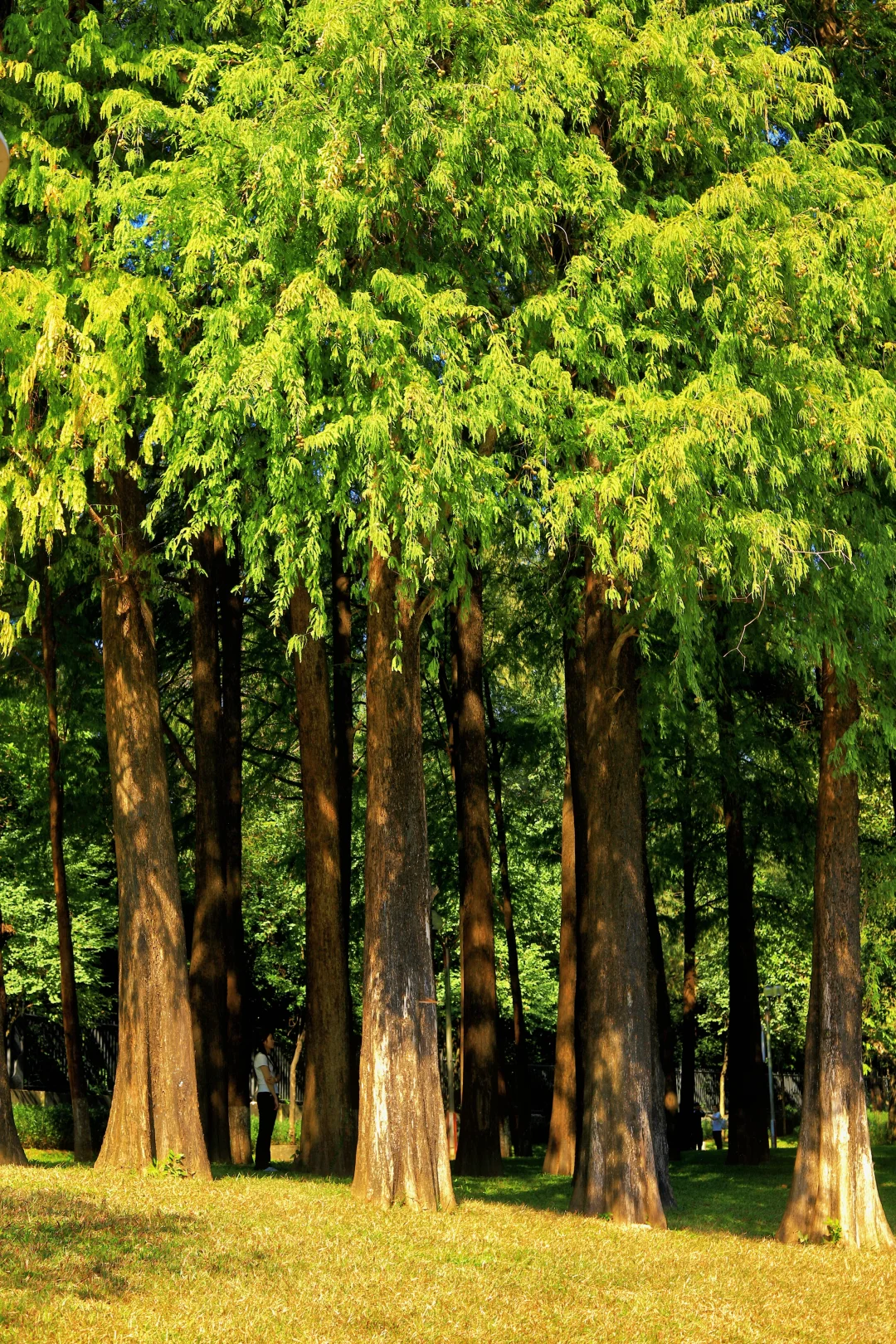 📍广州·麓湖公园｜治愈系森林氧吧