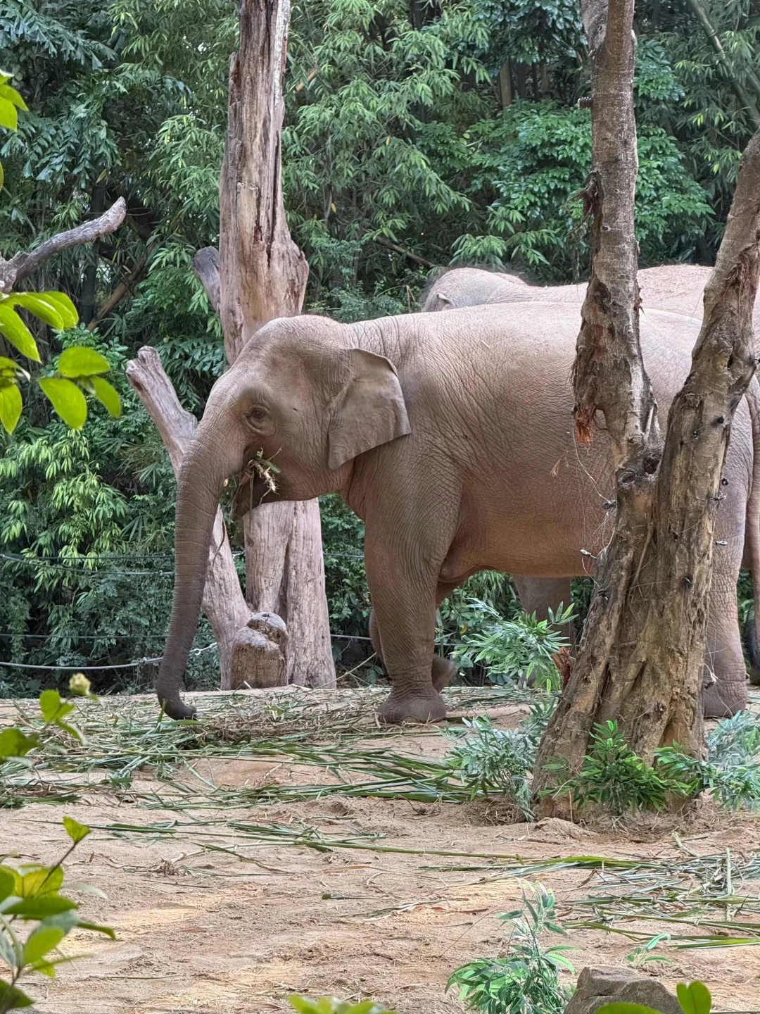 2025.12.16广州长隆已回,xhs上都是骗人的