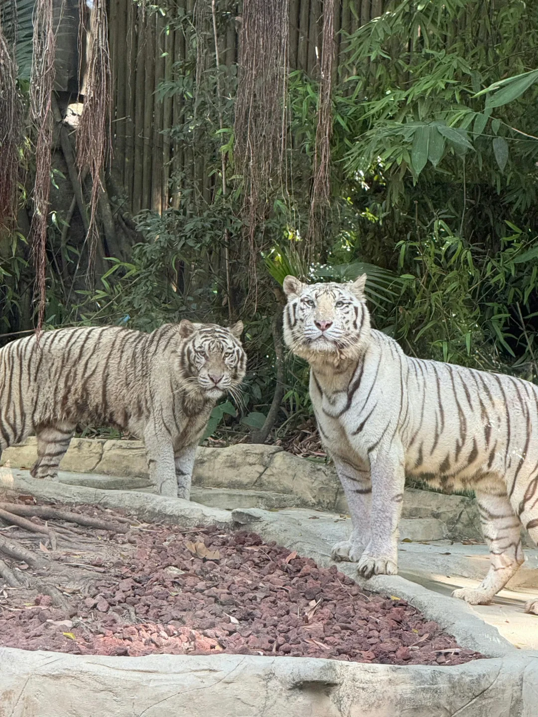 广州长隆12.19号惨状！没来的改期吧😭