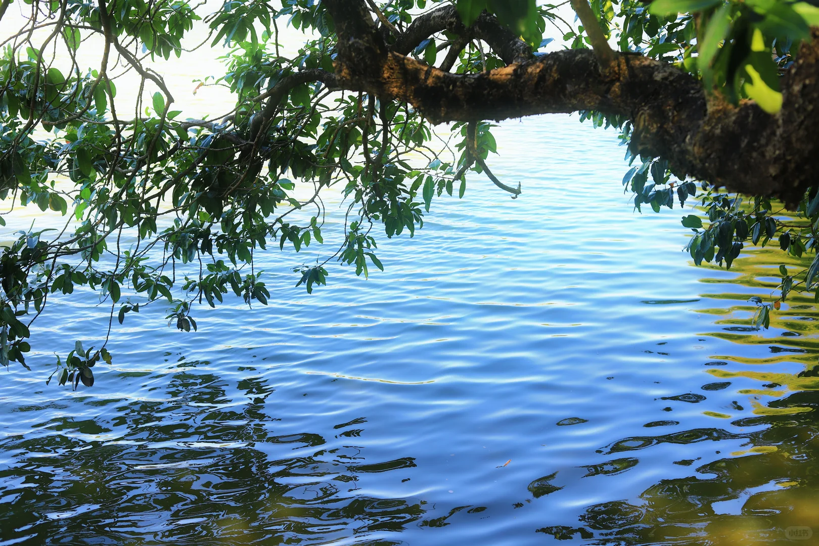 📍广州·麓湖公园｜治愈系森林氧吧