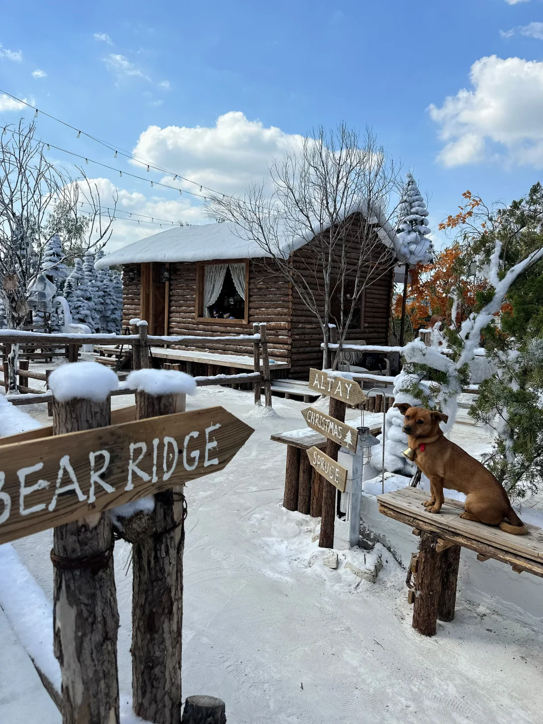 深圳新开的！真的不在阿勒泰！