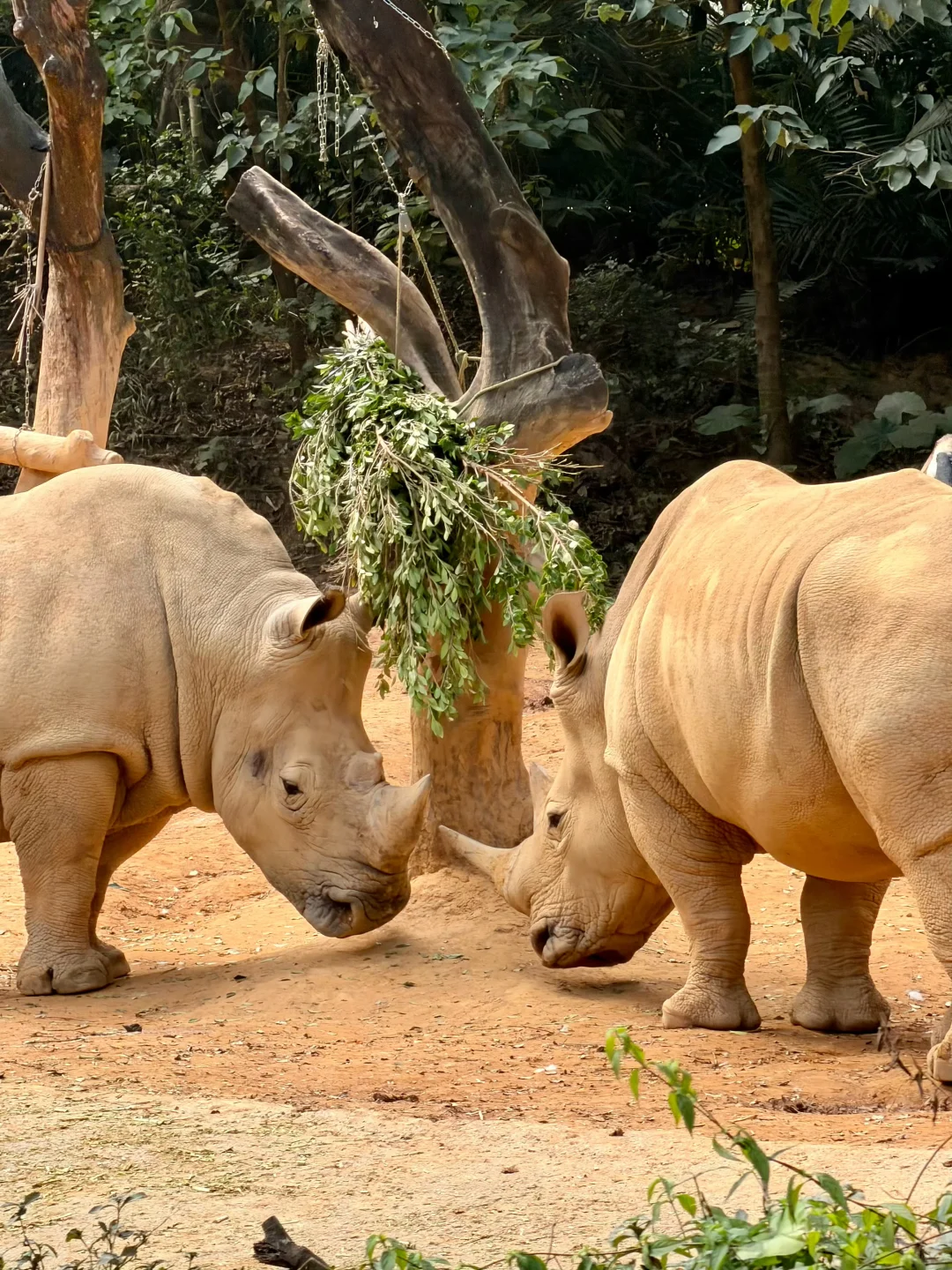 广州长隆12.19号惨状！没来的改期吧😭