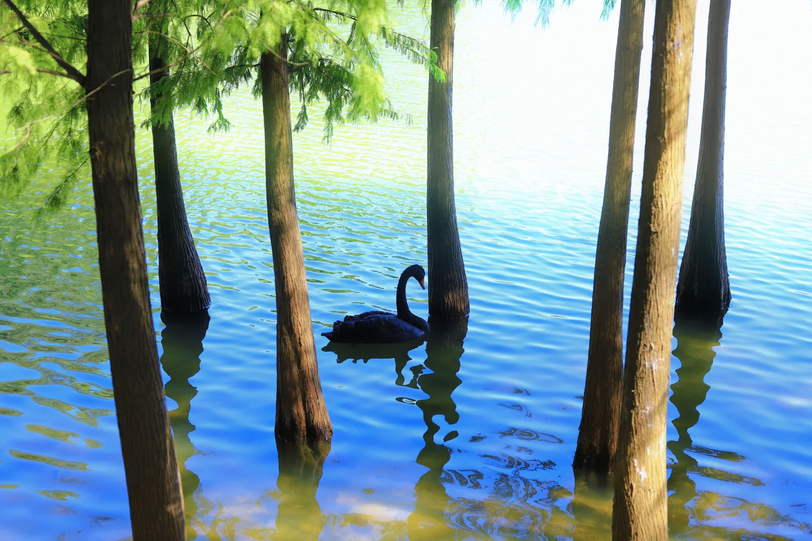 📍广州·麓湖公园｜治愈系森林氧吧