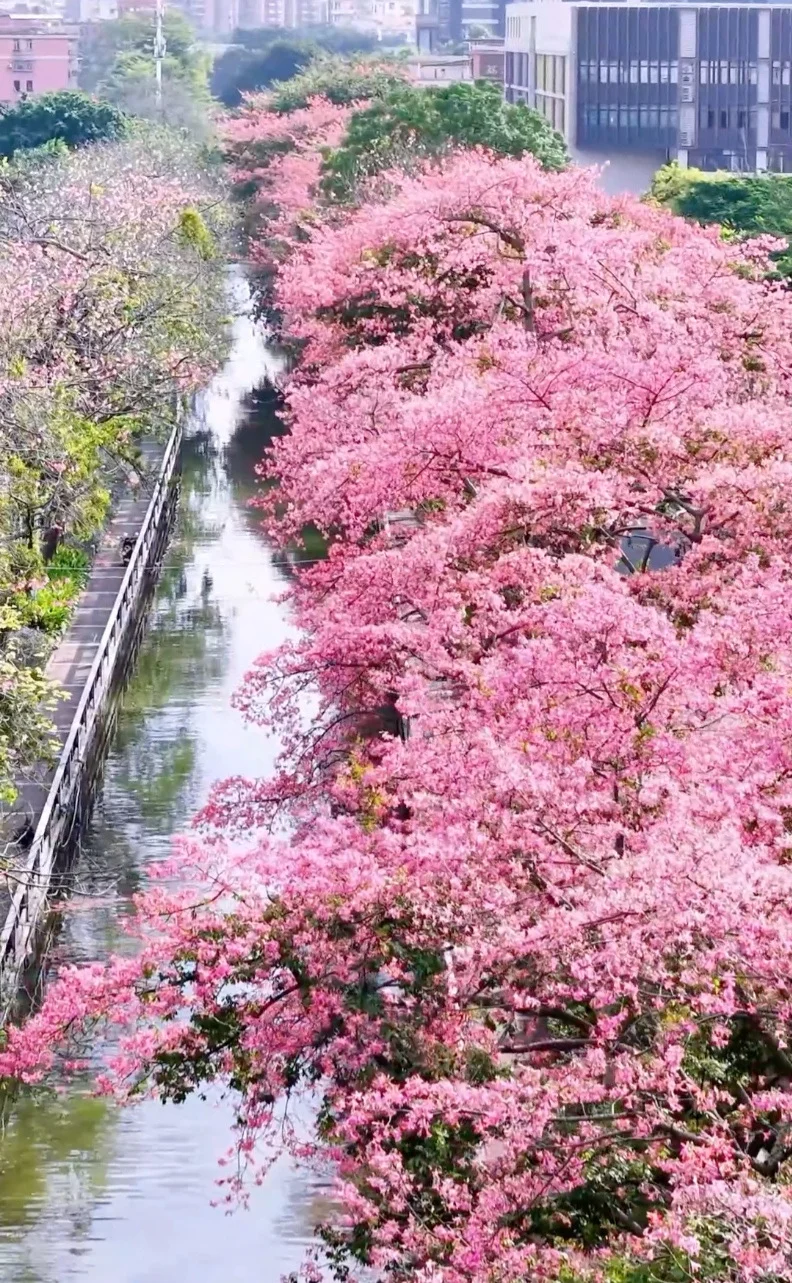 满城粉黛,温柔了整座城市