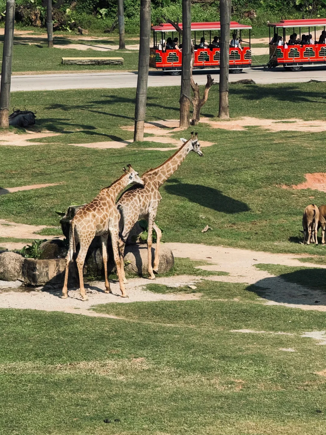 2025.12.16广州长隆已回,xhs上都是骗人的