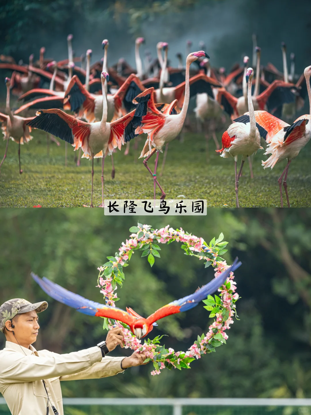 去了广州长隆7次，这个省💰套餐一定要囤！！！