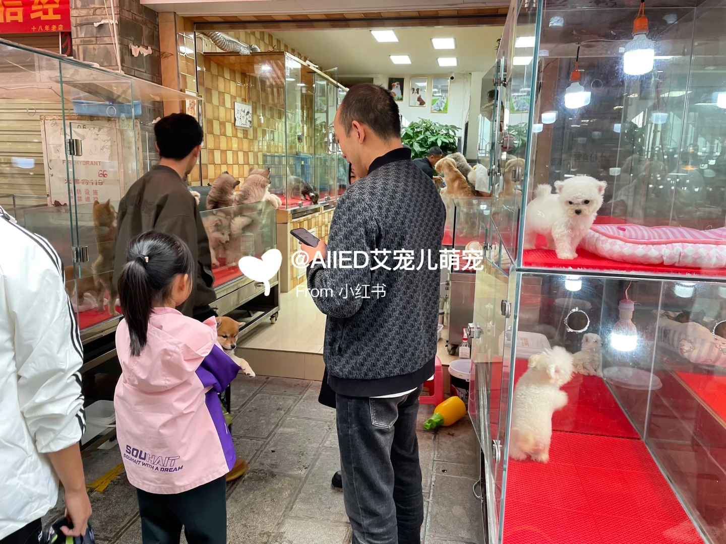 广州宠物市场推荐，买猫买狗一只也是批发价