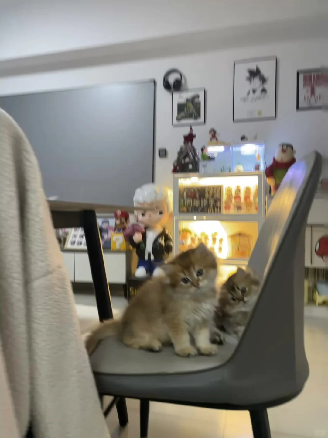 广州| 家庭式宠物寄养 开始接毛孩子啦