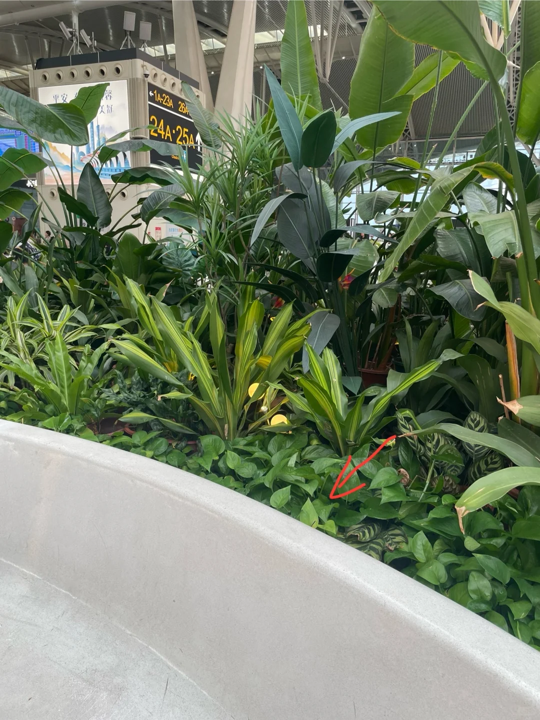 [32]找小画闪现一下广州南！