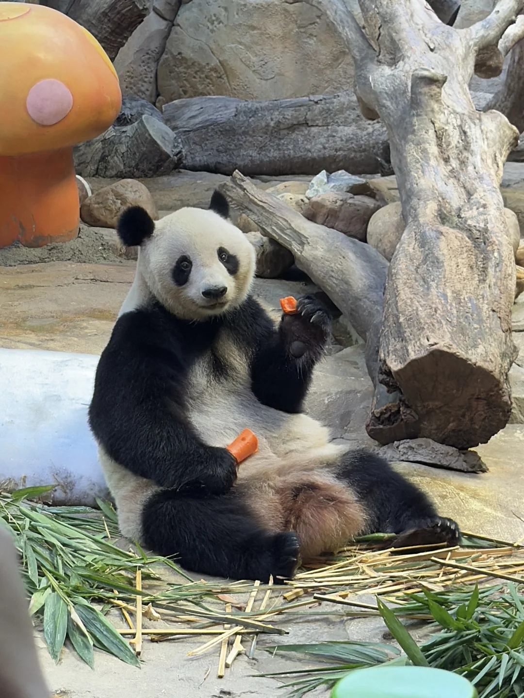 穷鬼第一次入住长隆酒店！