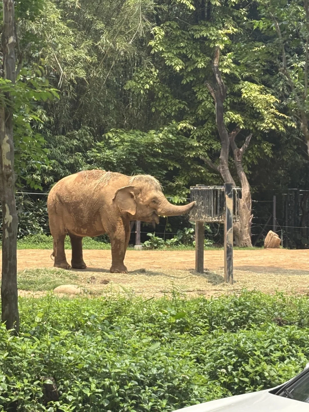广州长隆卷疯了……