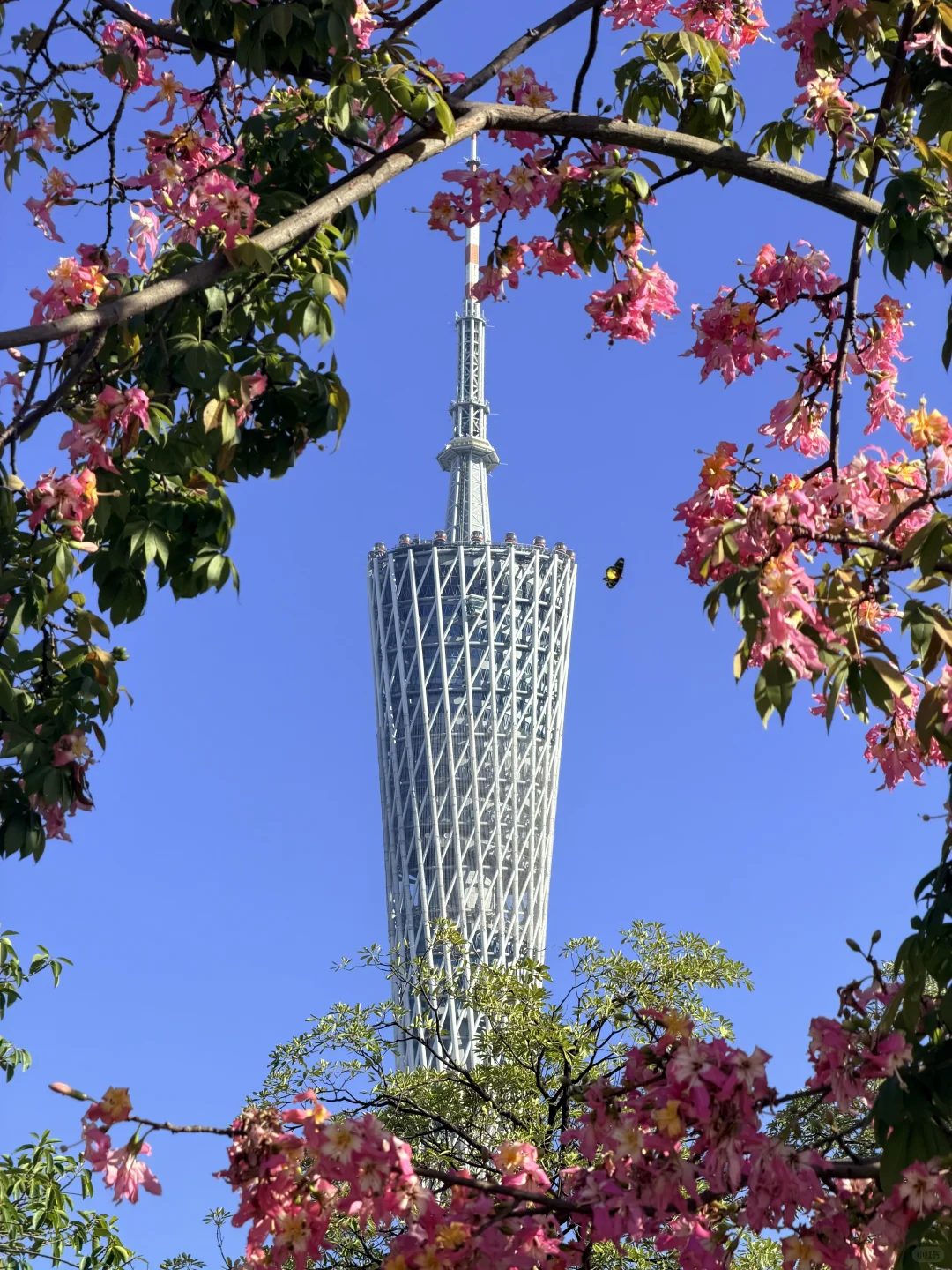 冬天的广州长这样