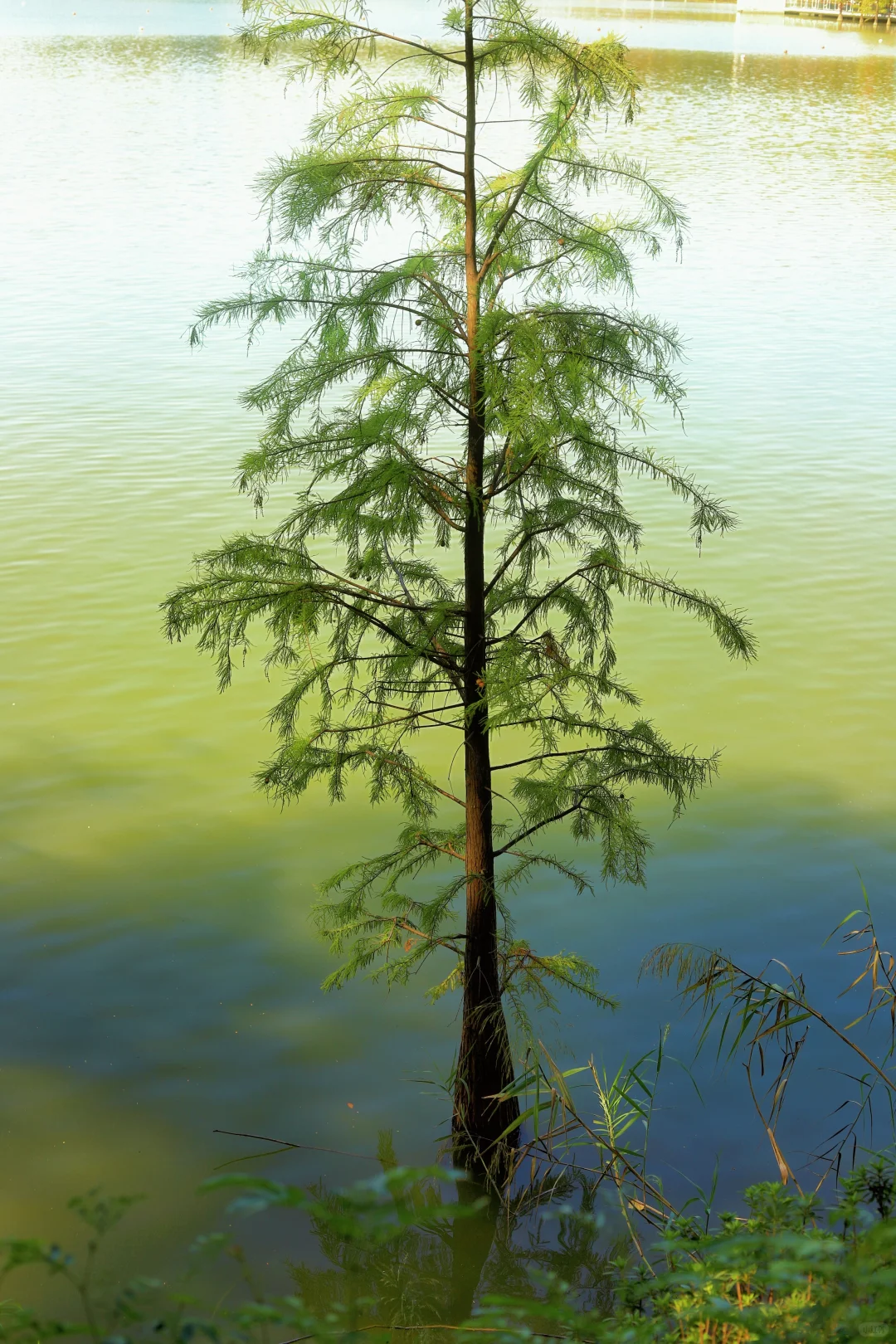 📍广州·麓湖公园｜治愈系森林氧吧