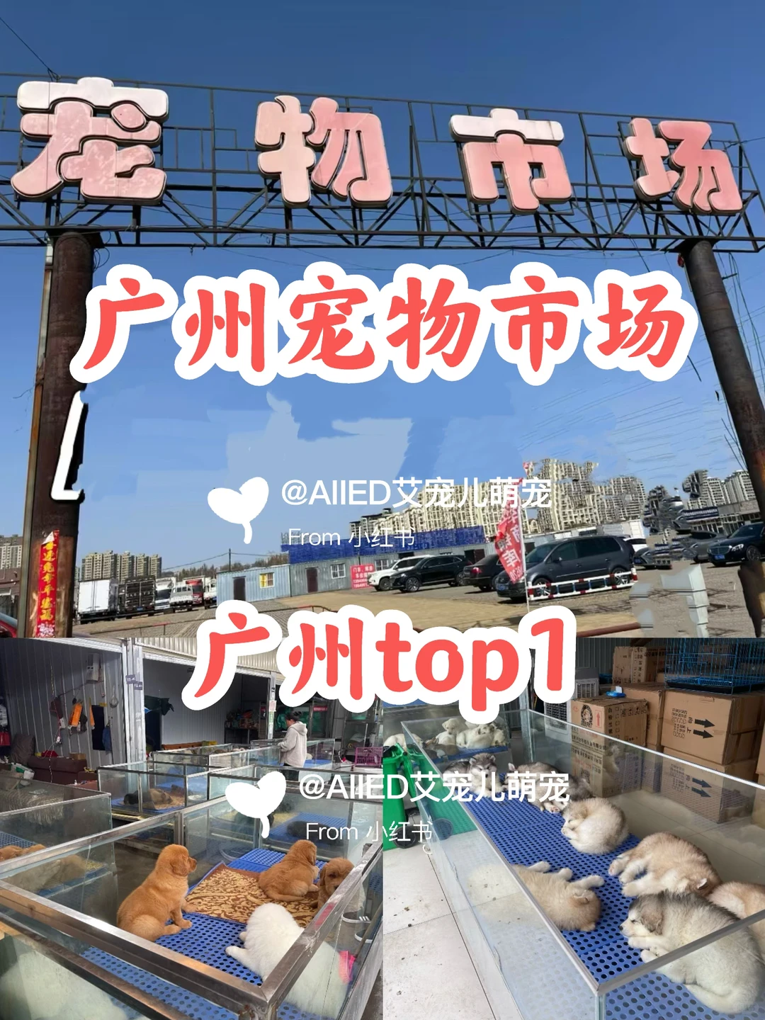 广州宠物市场推荐，买猫买狗一只也是批发价