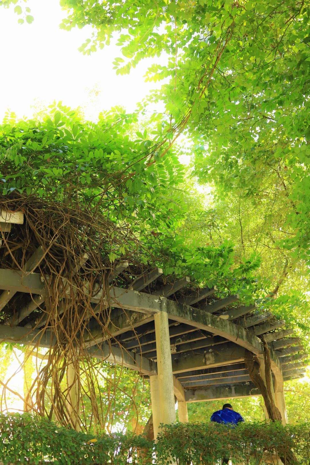 📍广州·麓湖公园｜治愈系森林氧吧